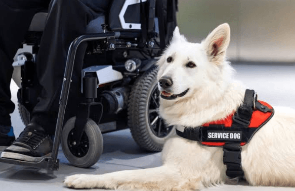 Dog Training