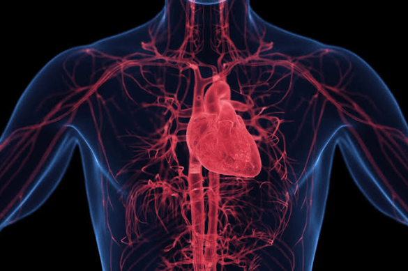 Cocaine and the Heart
