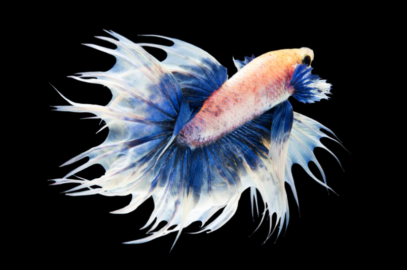 Female Betta Fish for Sale USA: How to Choose a Healthy Betta for Your Aquarium